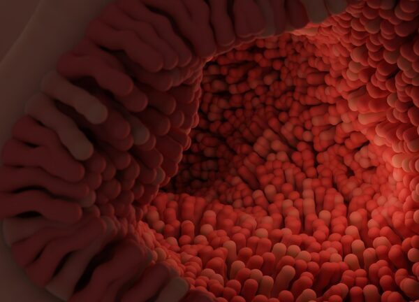 intestinal villi, villi, digestive system, anatomy, biology, science, human anatomy, gut, internal structure, small intestine